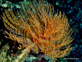 Fotografia subacquea Nikon Coolpix S225
