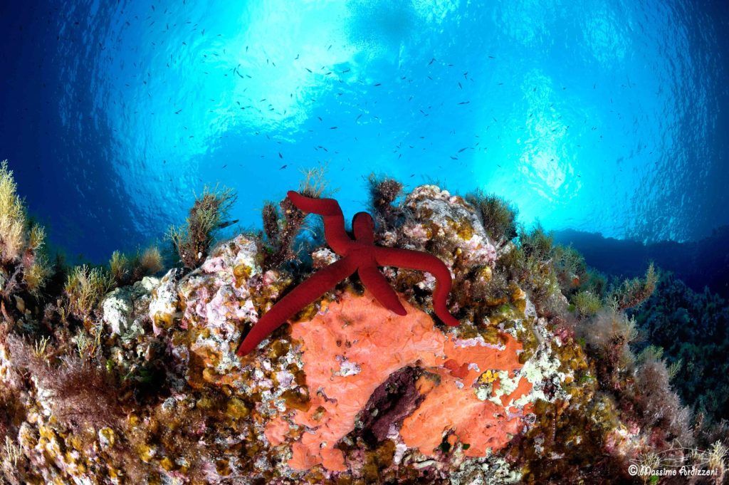 stella marina rossa su rocce immerse subacquea mediterraneo