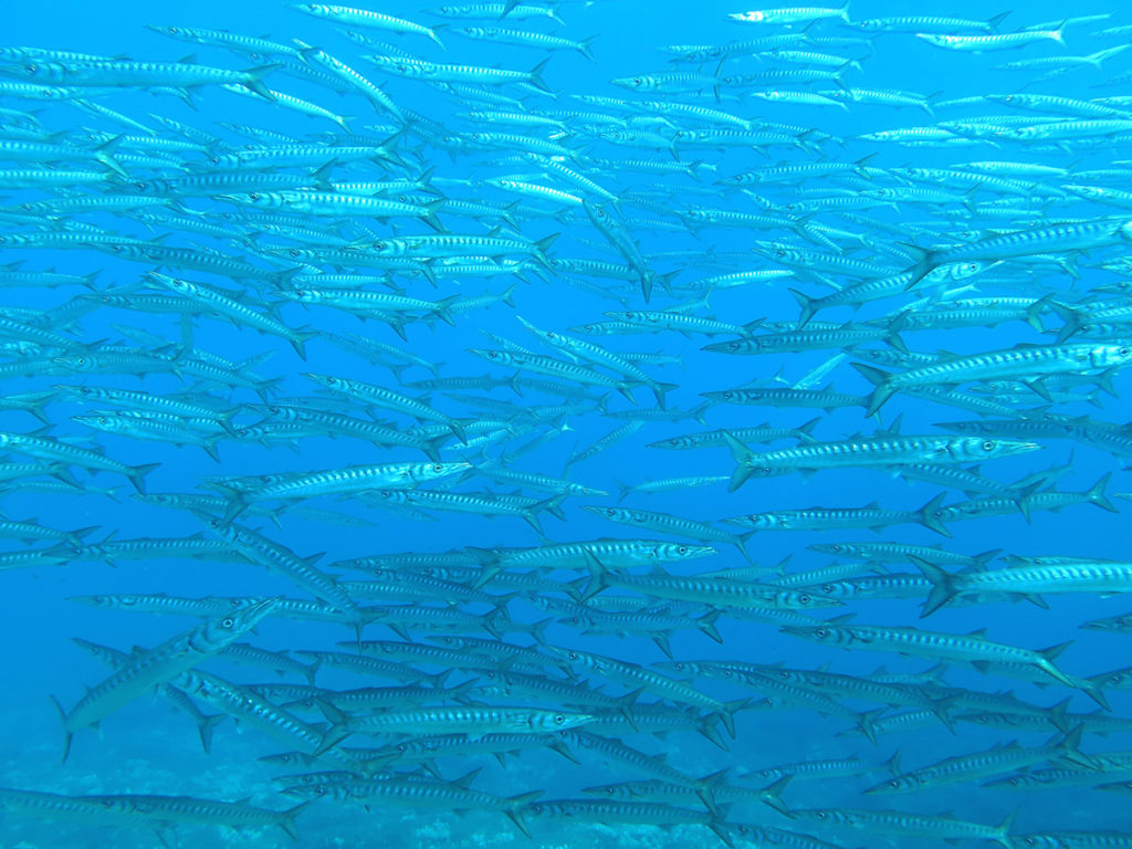 favignana