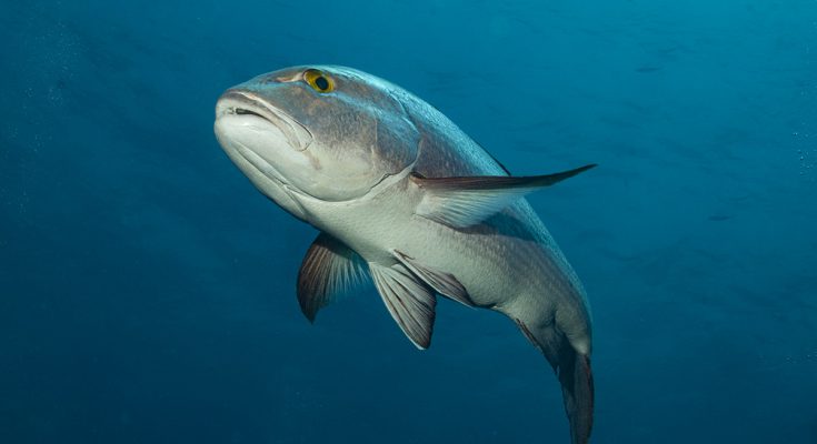 pesce di reef più vecchio