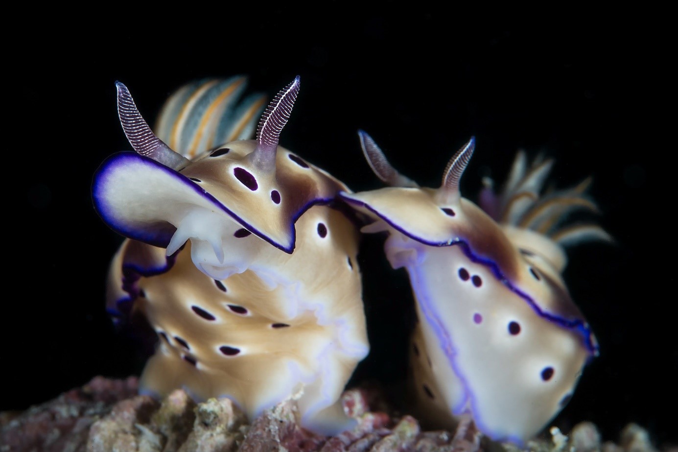 nudibranchi macrofotografia nelle filippine