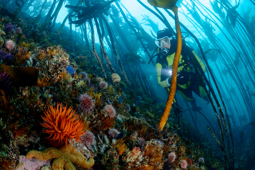 foreste di kelp e coralli sub 