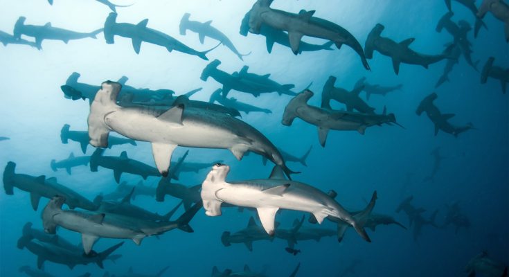 crociera-subacquea-galapagos squali martello