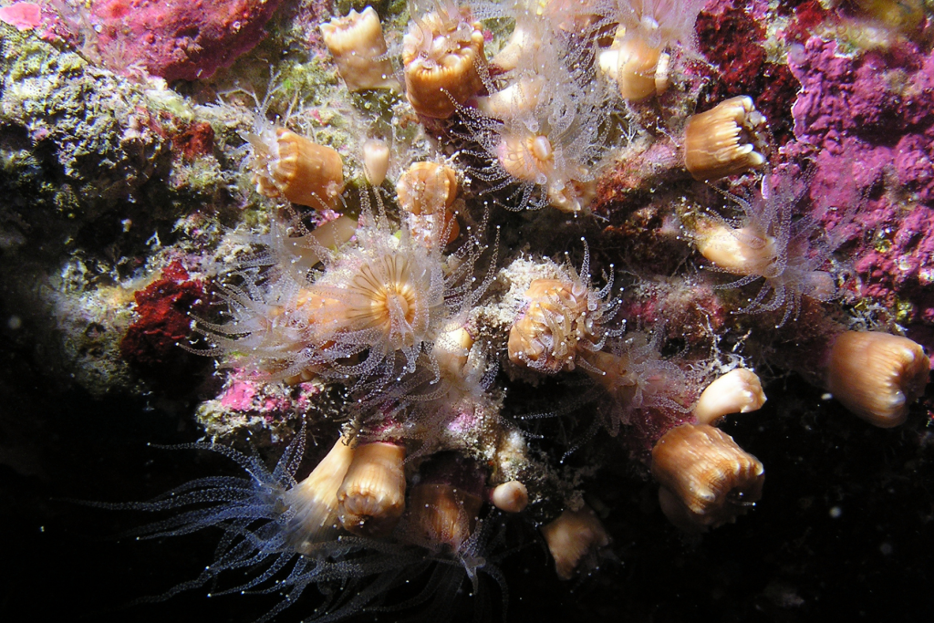 coralli mordibi kas turchia mediterraneo