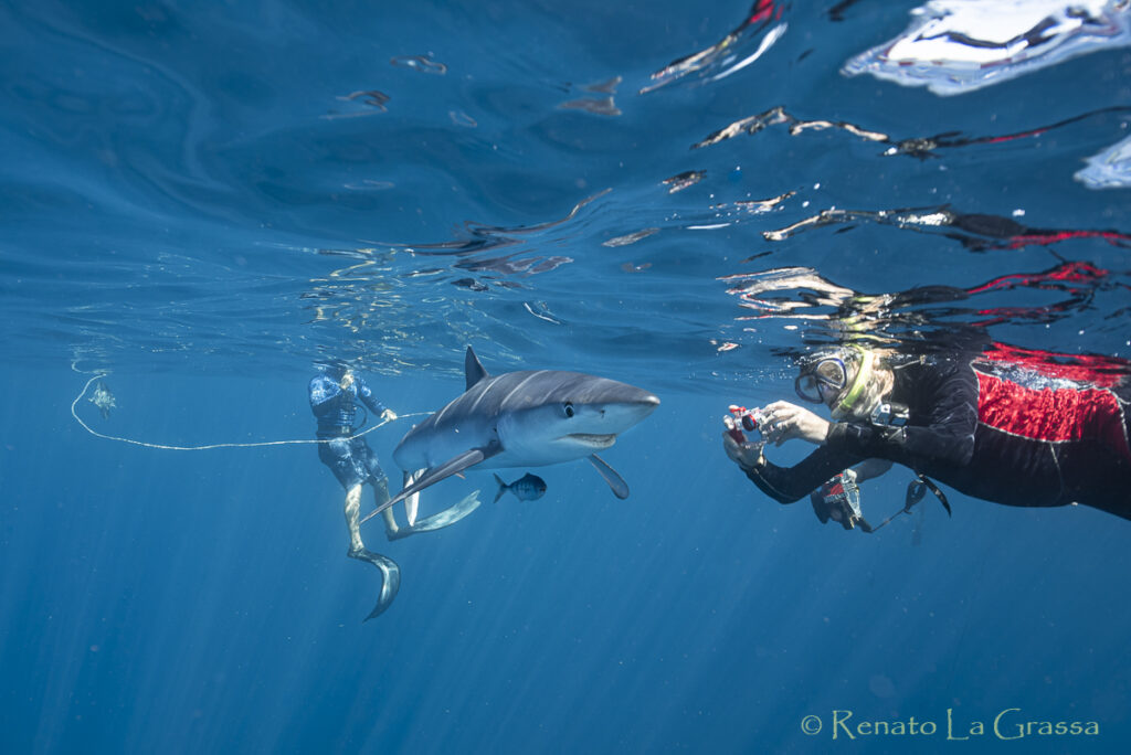 Baja California crociere subacquea sardine run