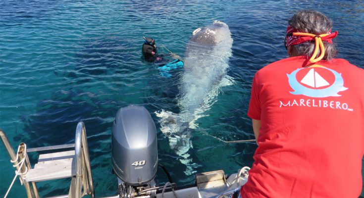 Zifio elba recupero cetaceo delfino