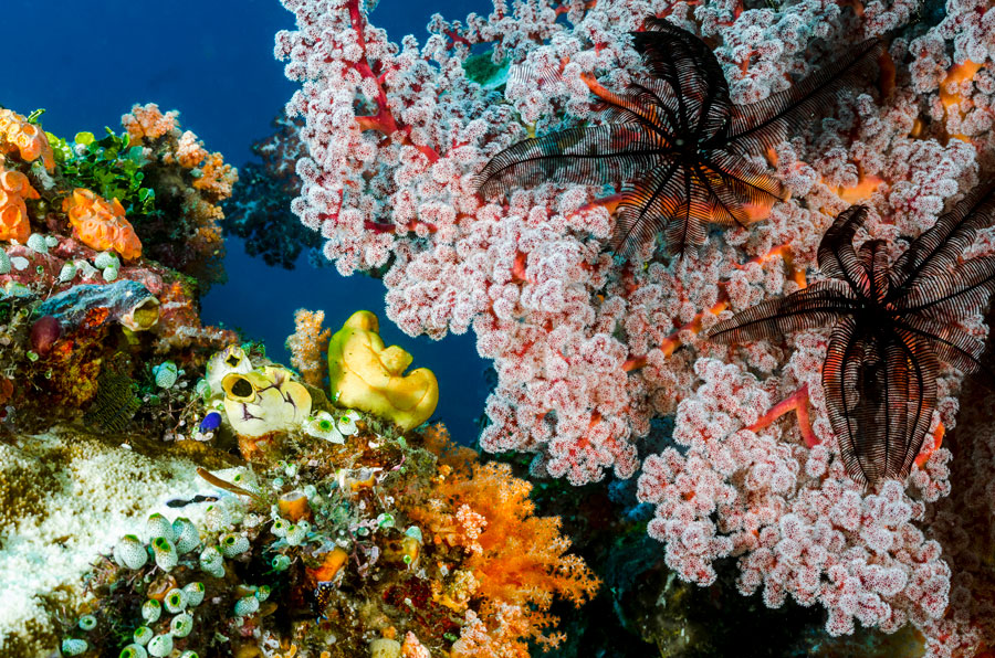 fondale marino pesci reef raja proposte subacquee