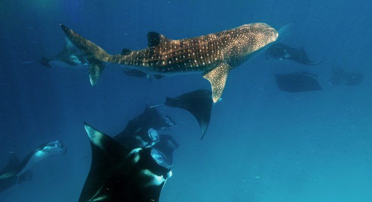 maldive mante squalo balena