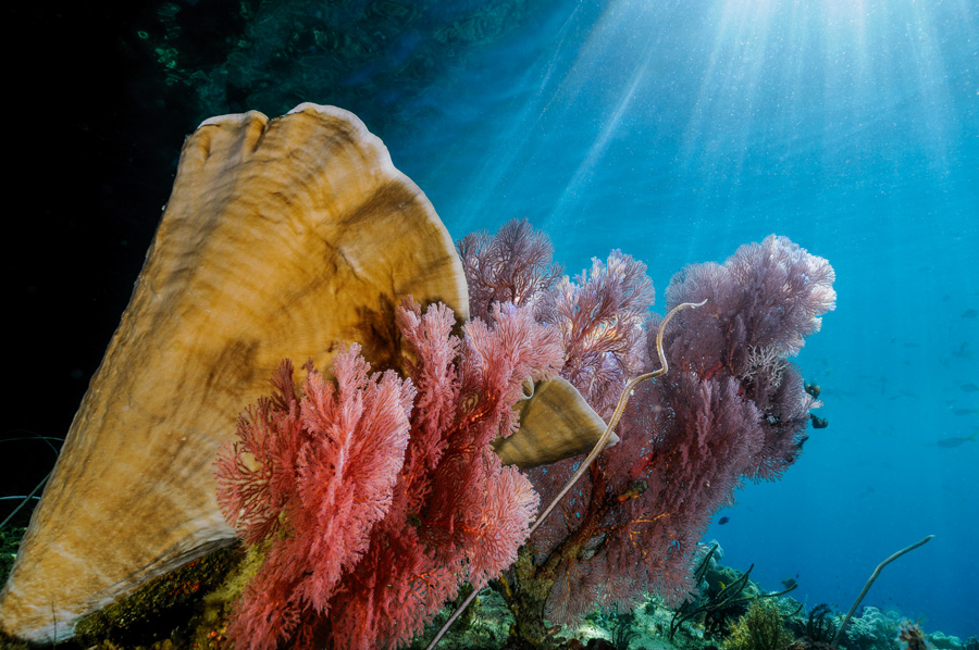 immersioni subacquee in indonesia raja ampat a bordo del dewi nusantara 