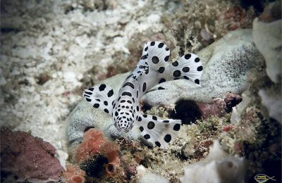 cucciolo cernia Baramundi raja ampat