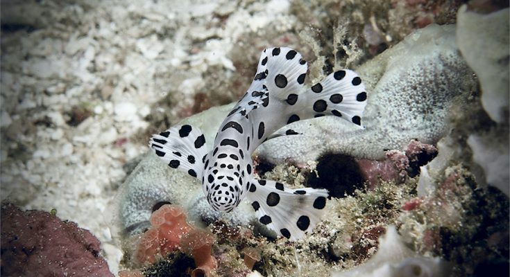 cucciolo cernia Baramundi raja ampat