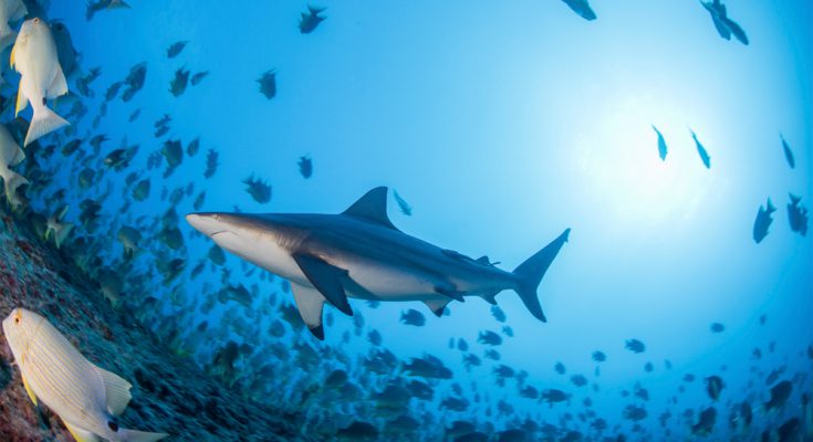 liveaboard- micronesia spawning subacquea