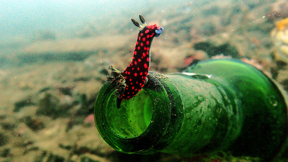 nudibranco indonesia subacquea