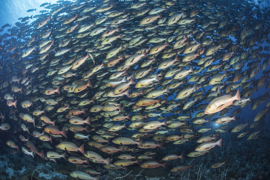 red snapper spawning crociera subacquea