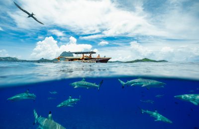squali isole tahiti polinesia