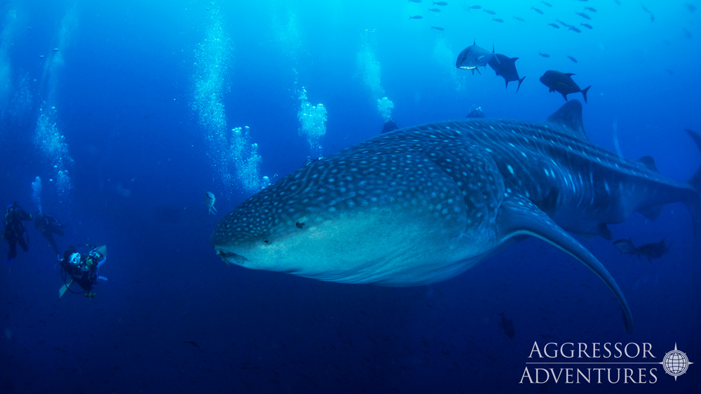 subacqueo fotografa squalo balena alle galapagos