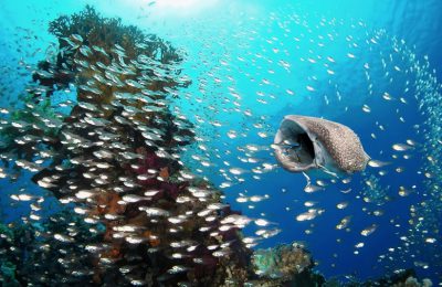 area marina protetta squalo balena specie protetta