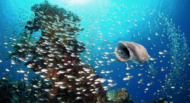 area marina protetta squalo balena specie protetta