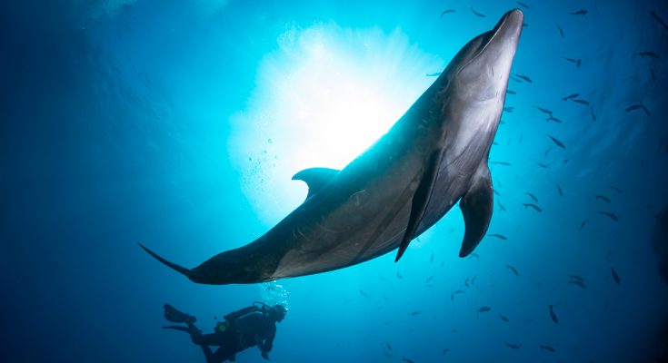 Socorro viaggi sub mete subacque delfino e subacqueo