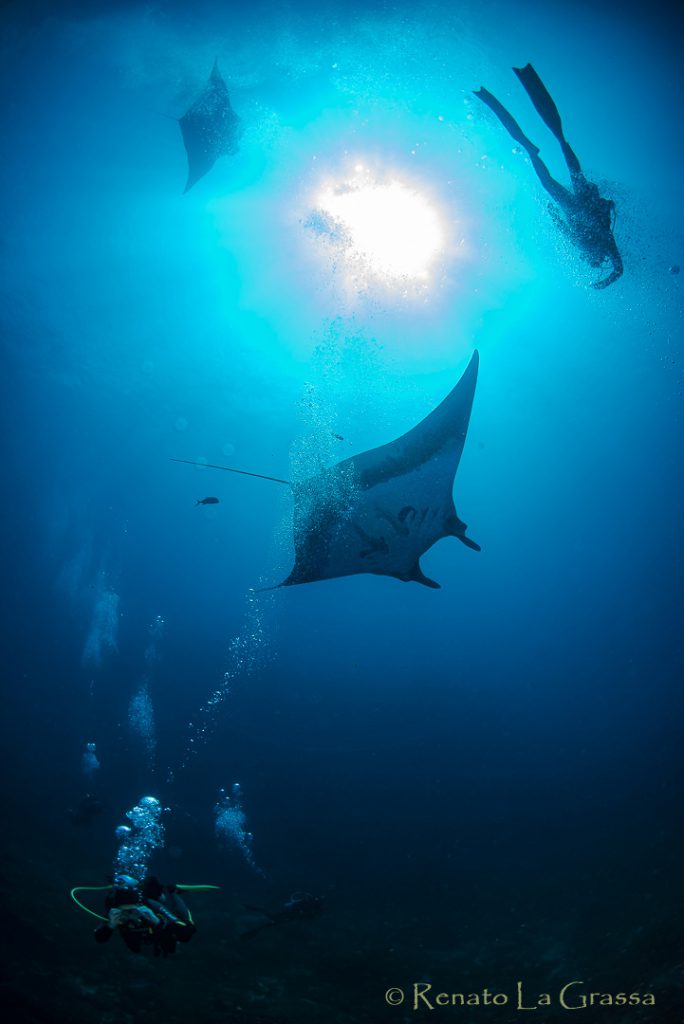  Isola Socorro Arcipelago Revillagigedo Messico – Maestose mante sempre attratte dallo scarico delle bolle gallery fotografia subacquea gallery