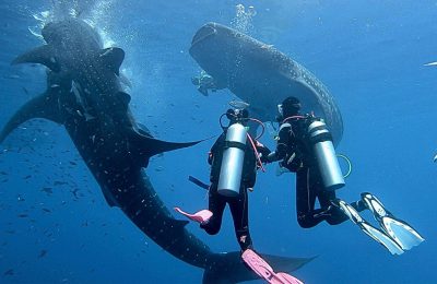 squalibalena scuba crociera dewi