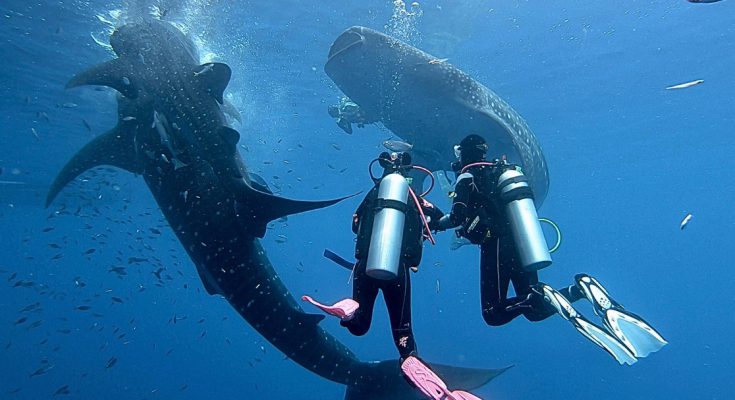 squalibalena scuba crociera dewi