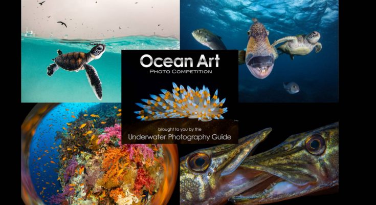 Ocean art 2024 iscrizioni