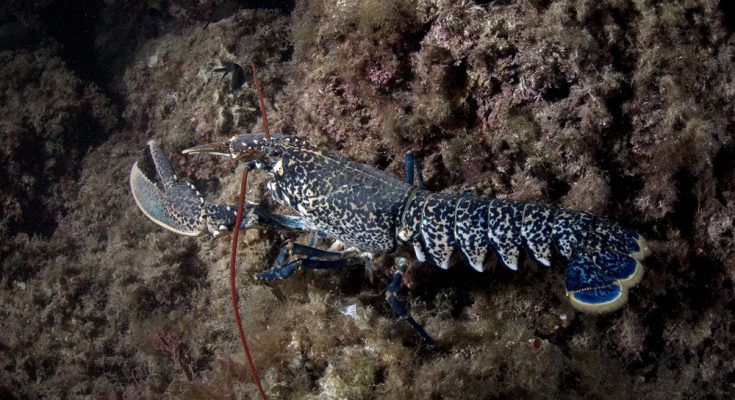 podcast-subacqueo buone bolle tremiti