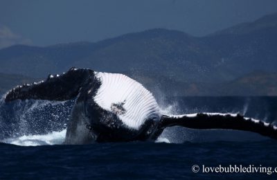 Balena Megattera Back Flip albatros viaggio