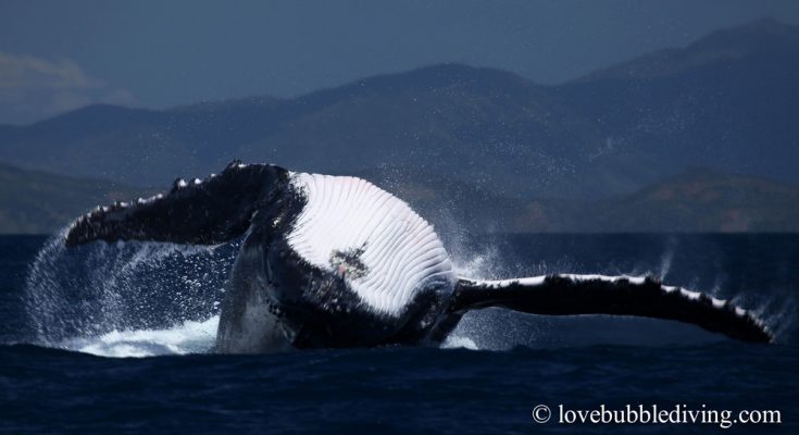 Balena Megattera Back Flip albatros viaggio