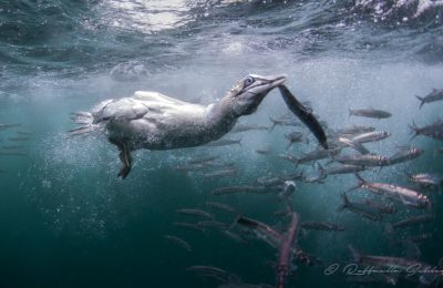 Sardine run gabbiano