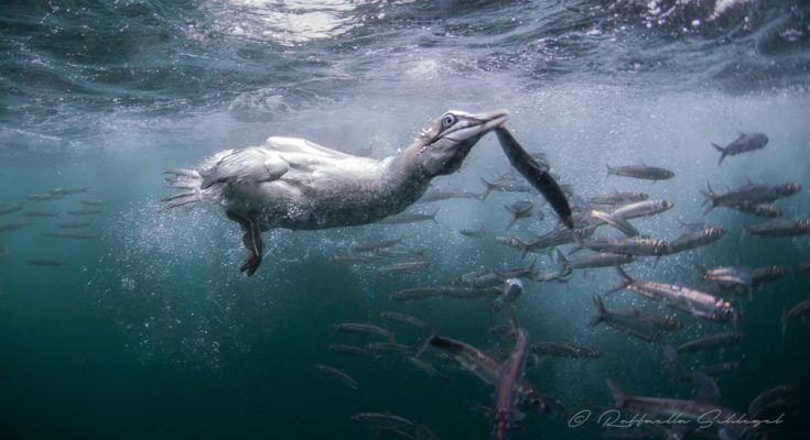 Sardine run gabbiano