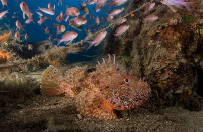 scorfano picchi di pablo elba