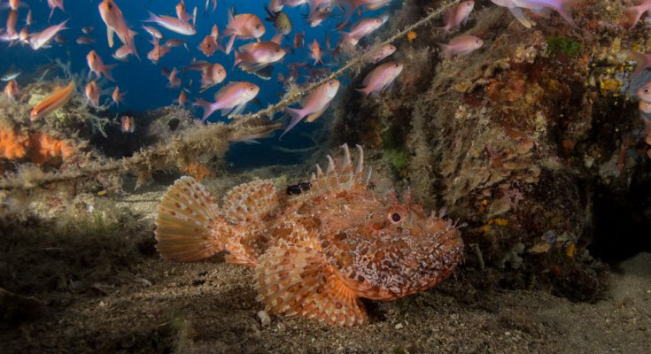 scorfano picchi di pablo elba