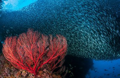 raja ampat dewi offerte