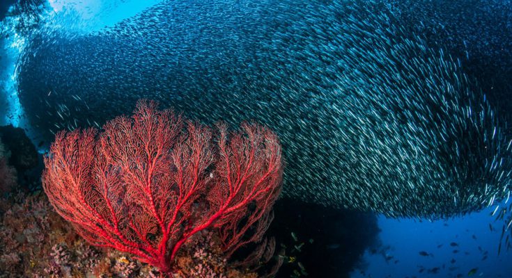 raja ampat dewi offerte