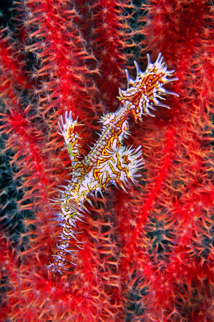 Pesce fantasma arlecchino su una gorgonia, Solenostomus paradoxus visaya moalboal