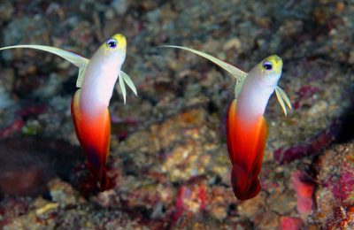 Red fire Goby coppia pesci