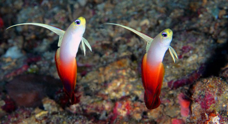 Red fire Goby coppia pesci