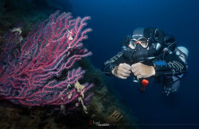 gorgonia immersione sub secca gonzatti