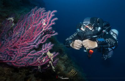 gorgonie immersioni secca gonzatti