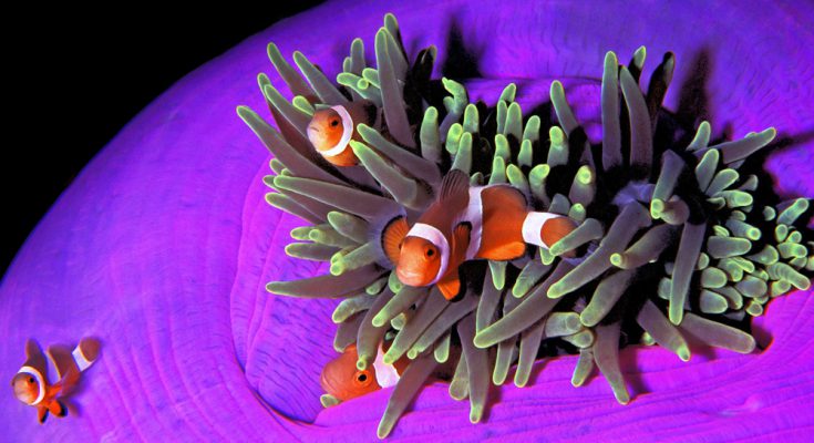 pescepagliaccio anemone filippine visaya