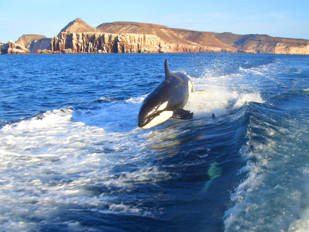 Orca california Isla Espiritu Santo