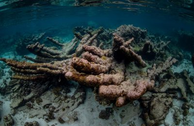 coralli malati bonaire caraibi