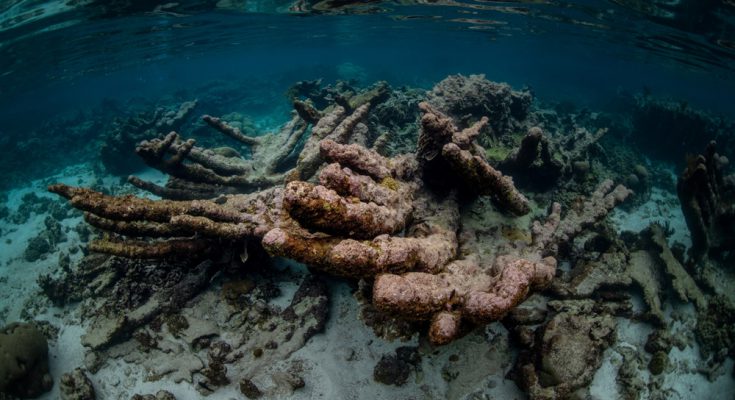 coralli malati bonaire caraibi