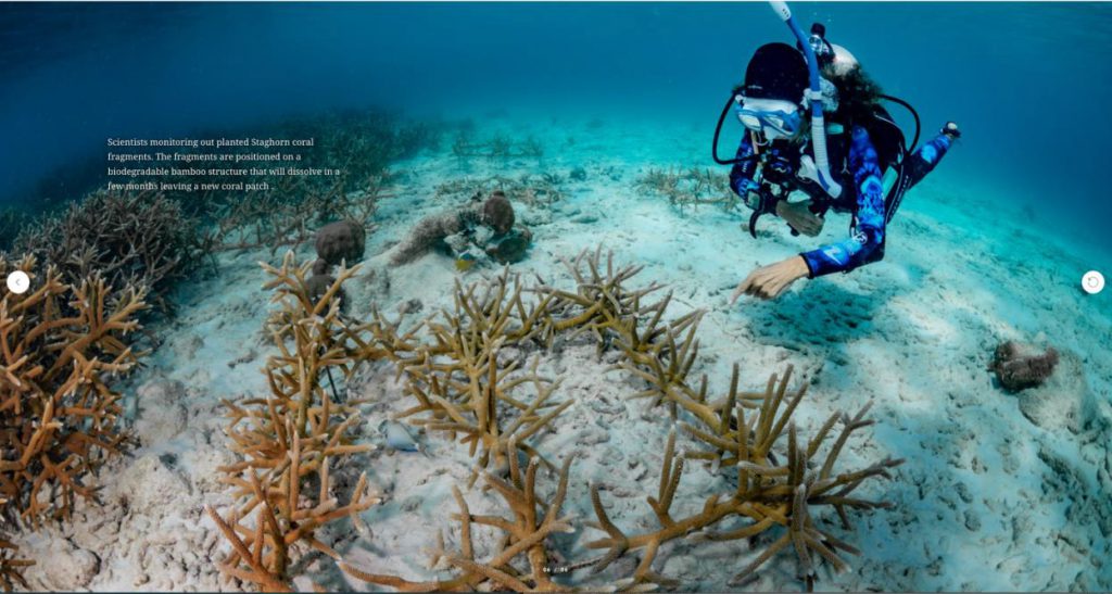 subacquei salvaguardia coralli caraibi