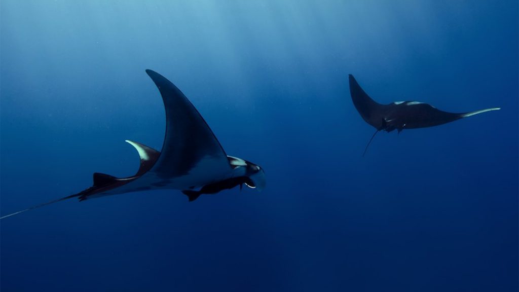 crociera offerta mare di cortez mante