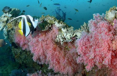 crociera oman barriera corallina