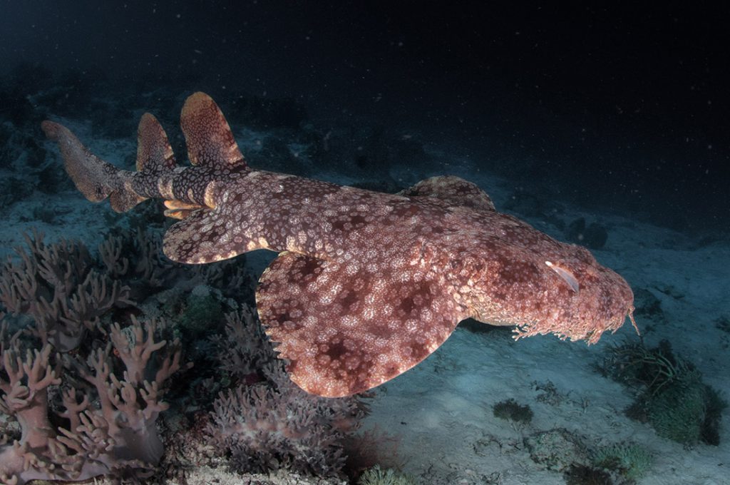 squalo wobbegon liveaboard dewi nusantara