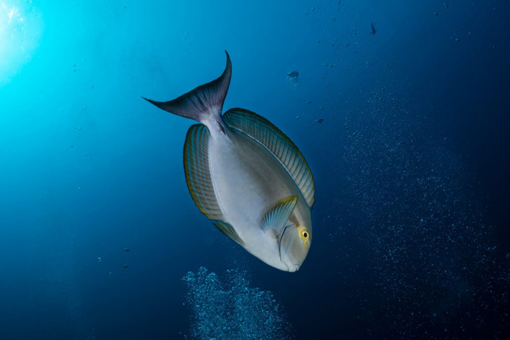 Pesce chirurgo tropicale in immersione , segnale della meridionalizzazione marina